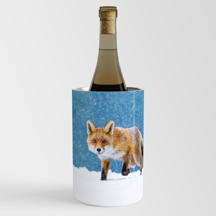 Fox in winter. Red fox, Vulpes vulpes, sniffs about prey on forest meadow in snowfall. Orange fur coat animal hunting in snow. Fox in winter nature. Wildlife scene. Habitat Europe, Asia, North America Wine Chiller