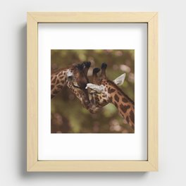 South Africa Photography - Two Giraffes Kissing Recessed Framed Print