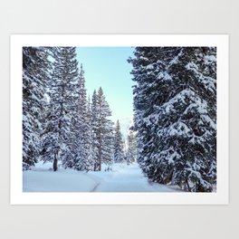 Path Through Snow Covered Trees Art Print