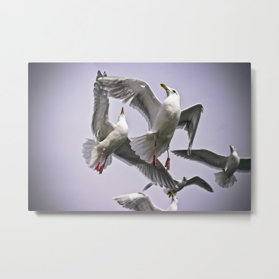" The Beauty of Flight " - Print Metal Print