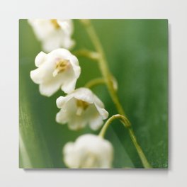 Lily of the valley (Convallaria majalis) Metal Print | Plants, Nature, Lilyofthevalley, Zoom, Floral, Photo, Maybells, Lilies, May, Botanical 