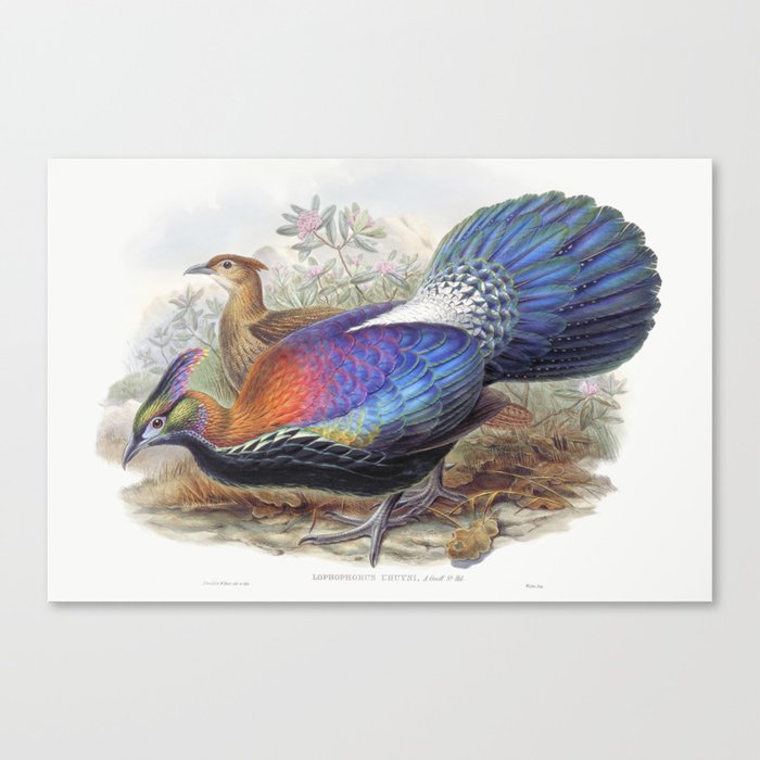 Lophophorus L'Huysi Canvas Print