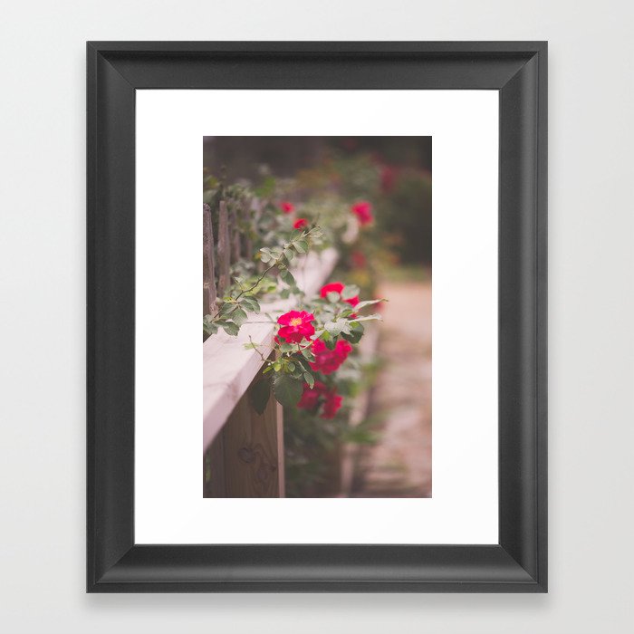 Summer Roses Framed Art Print