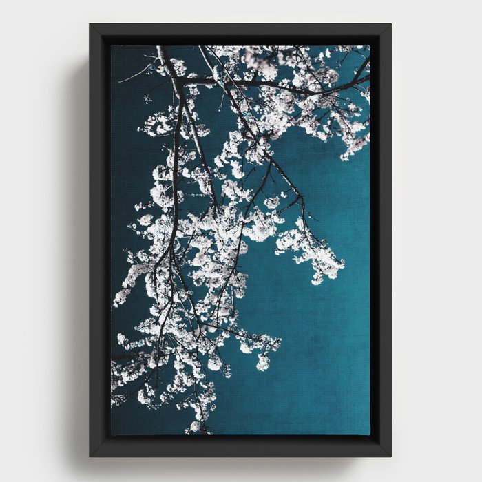 White Blossoms Tree Print - Flowers in Teal - Elegant Floral -  Japanese Nature photography Framed Canvas