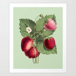 Hand Drawn Strawberry on Pale Green Background  Art Print