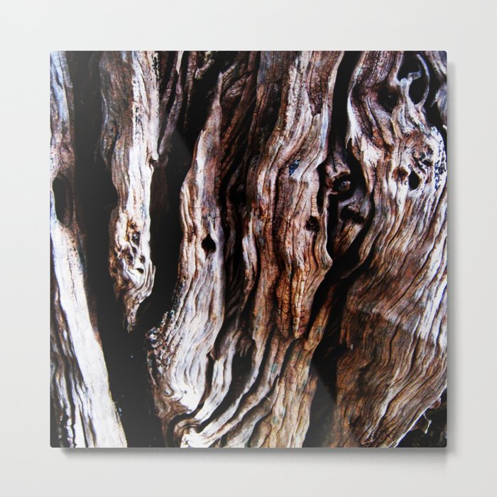 Ancient olive tree wood close-up Metal Print