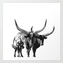Ankole-Watusi Portrait | African Cattle Art Print