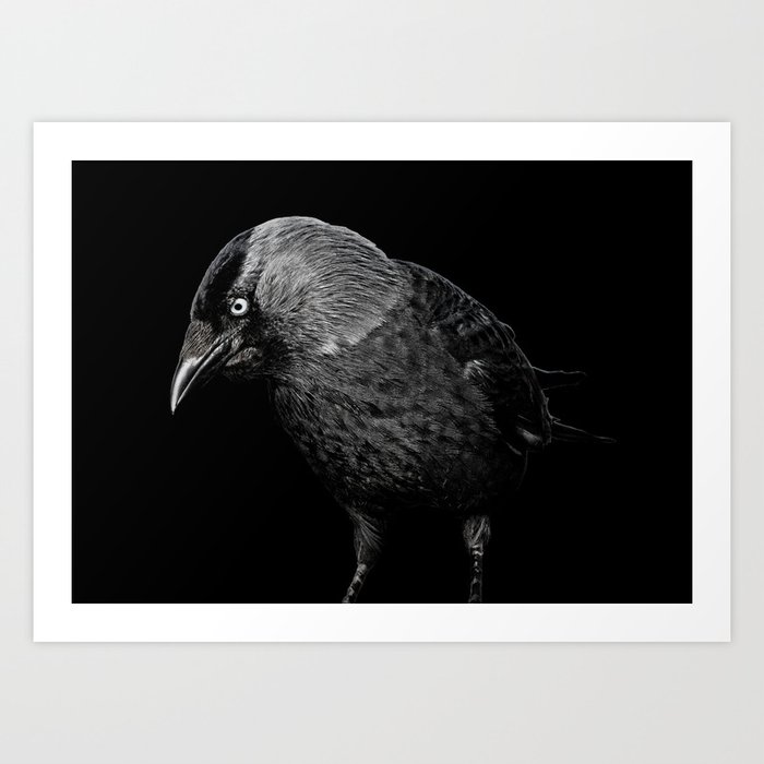 crow Art Print