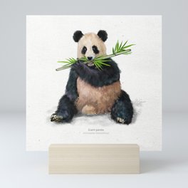 Giant panda scientific illustration art print Mini Art Print
