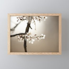 White flower, blossom in fruit trees | fine art nature photoprint | travel and nature photographer Framed Mini Art Print