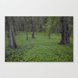 Swedish forest Canvas Print