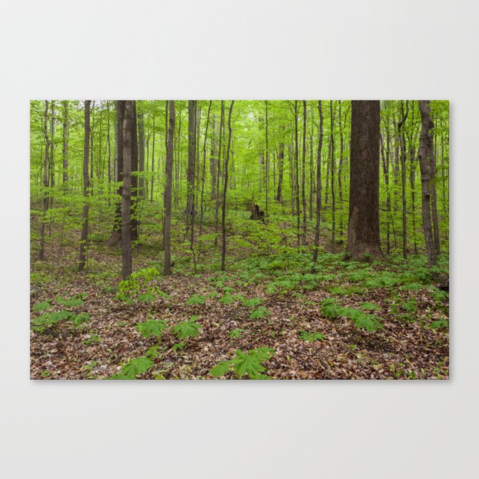 Canvas Print