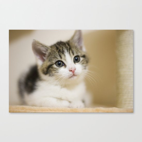 Lucky cat Canvas Print