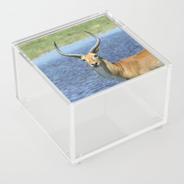 South Africa Photography - Beautiful Puku Standing By The Sea Acrylic Box