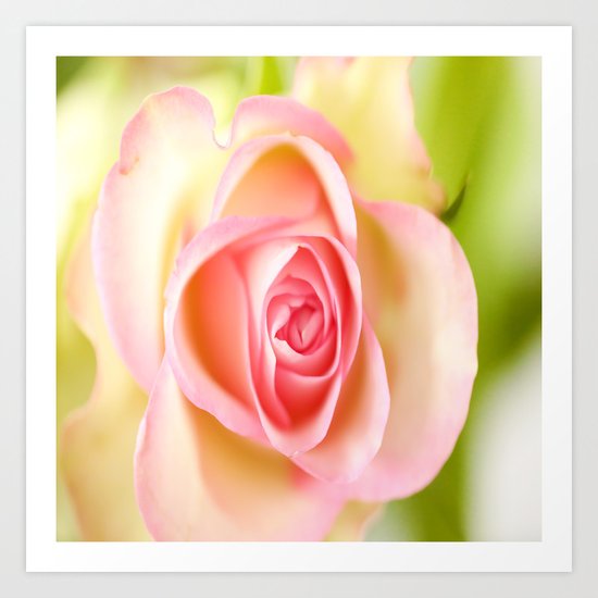 Lovely delicate pink rose Art Print