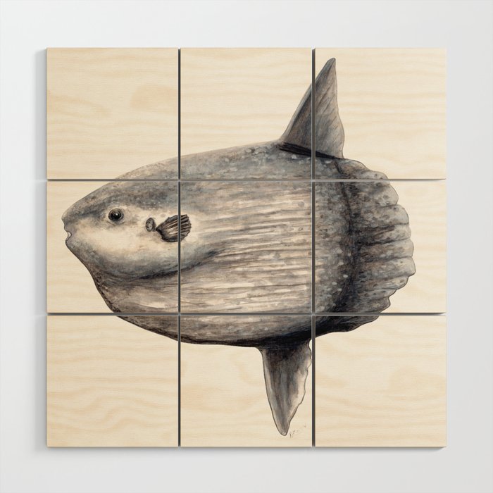 Ocean Sunfish (Mola mola) Wood Wall Art