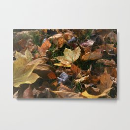 Fallen Leaves (Autumn in New York) Metal Print