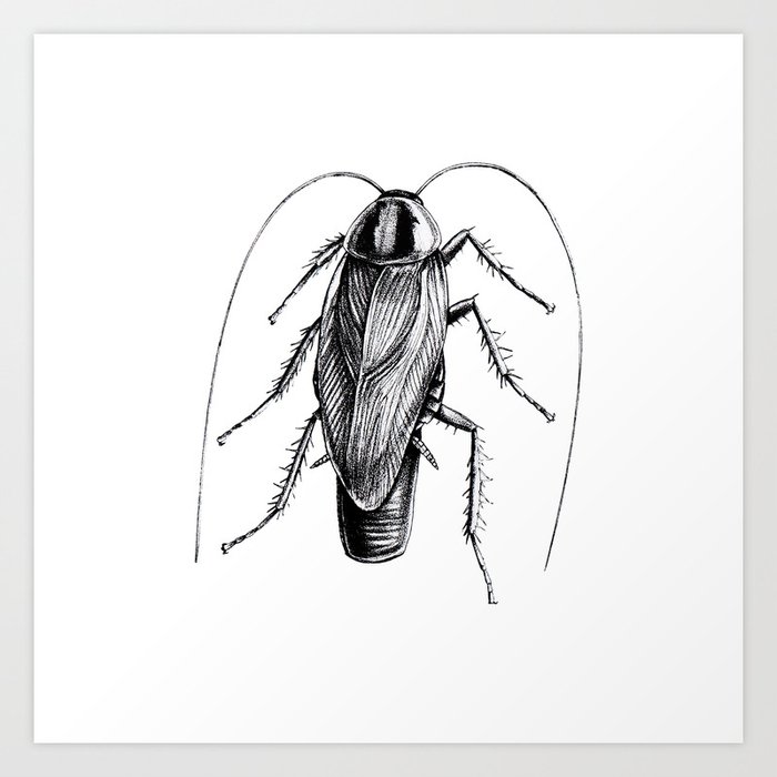 cockroach art