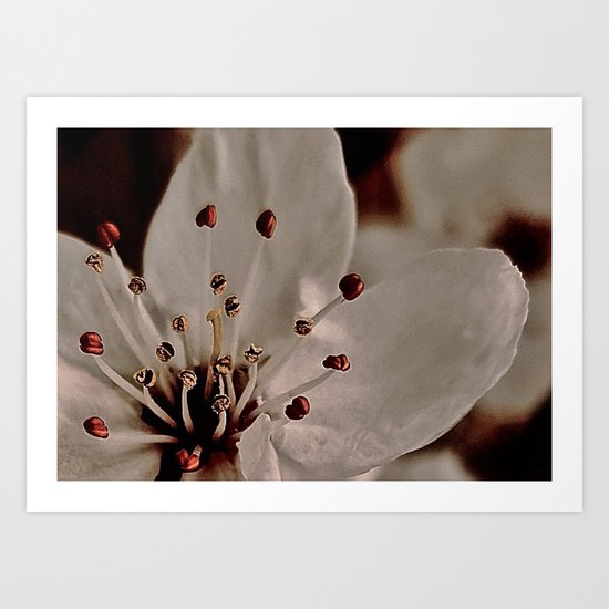 Plum Blossom, Strength Art Print