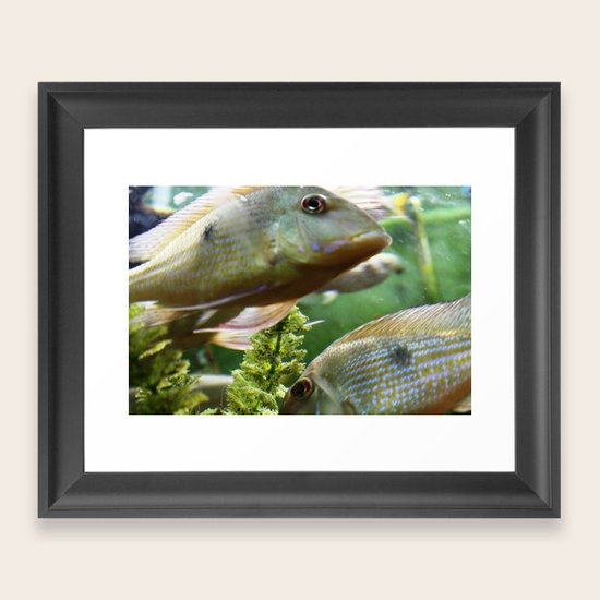 Fish Framed Art Print