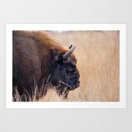 Bison at the Maashorst | portrait wisent wildlife photography Netherlands Art Print