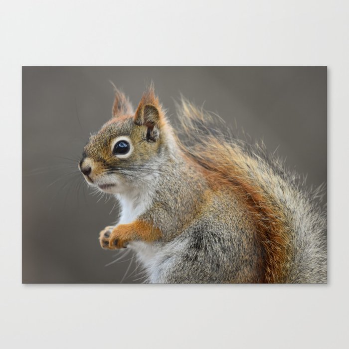 Beautiful Red Squirrel Portrait Canvas Print
