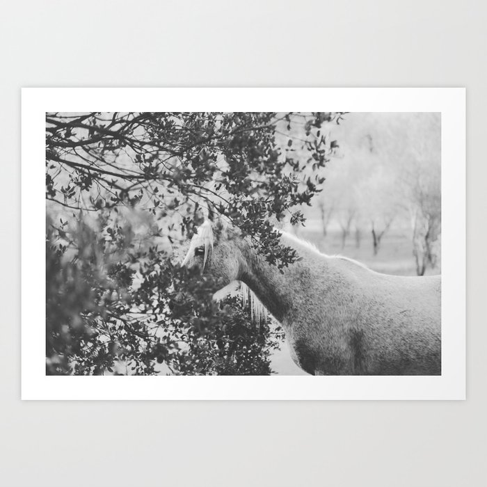 Horse II _ Photography Art Print
