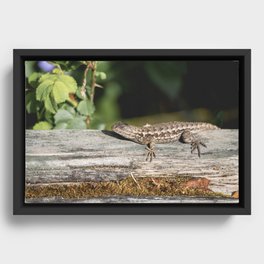 Western Fence Lizard Framed Canvas