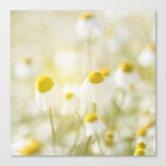 Floral Spring Meadow with Flowers Camomile and Daisies Canvas Print