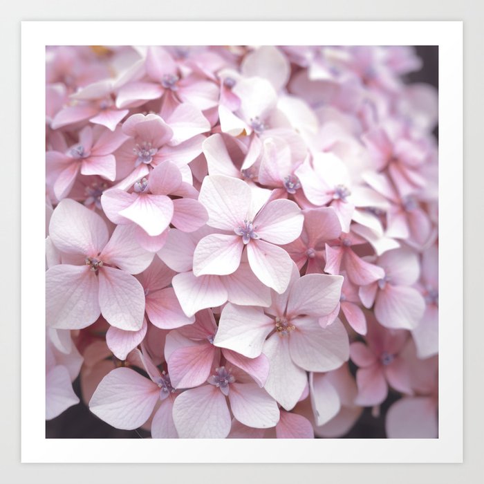 Floral boho pastel pink hydrangeas summer art print - romantic flower nature and travel photography Art Print