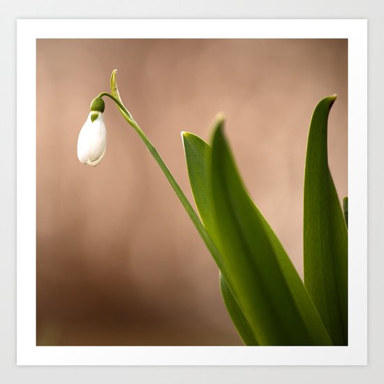 Spring Flower Snowdrop Art Print