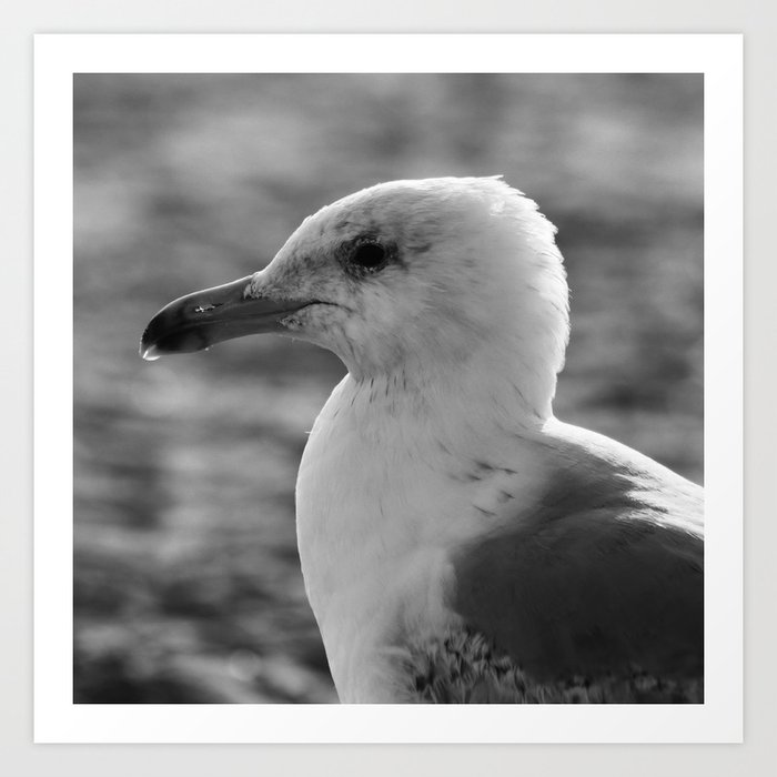 Seagull Black and White 2 Art Print
