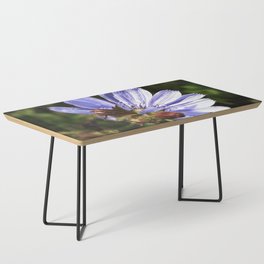 Fresh pastel purple-blue chicory blossom summer field flower with tiny bug Coffee Table