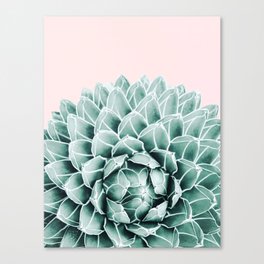 Succulent splendour - blush Canvas Print