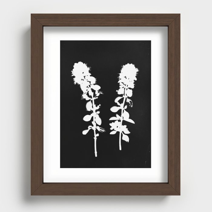 Botanical Photogram Recessed Framed Print