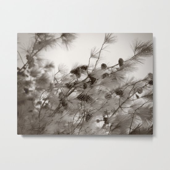 Pine Cones Metal Print
