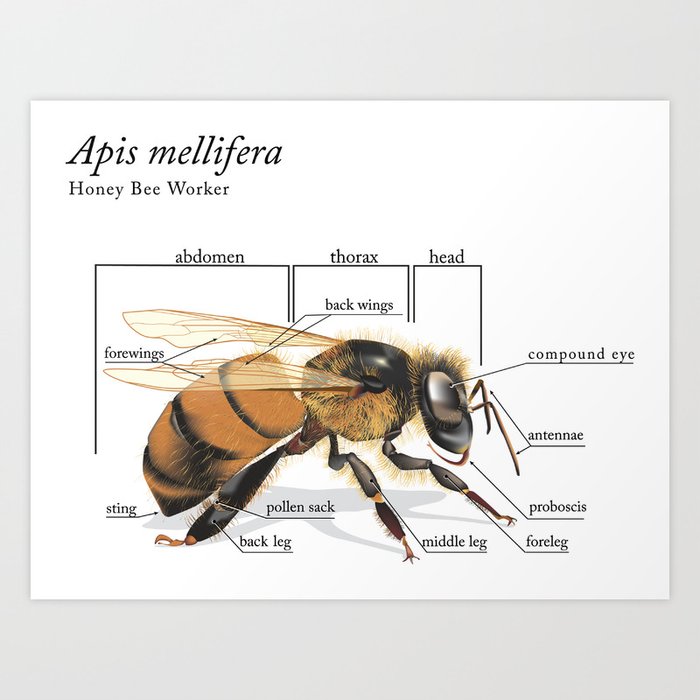 anatomy of a bee Art Print