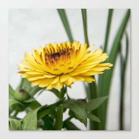 Yellow flower Canvas Print