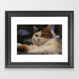 Chat cat Framed Art Print