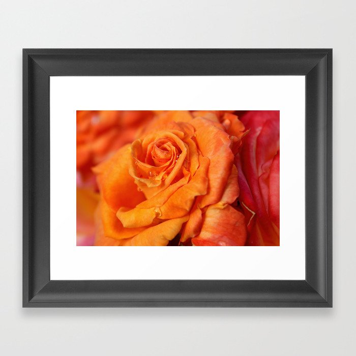 Tangerine Rose Framed Art Print