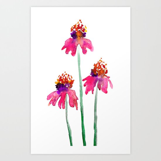 Echinacea Art Print