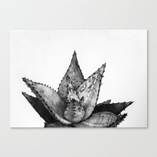 Nature aloe Canvas Print