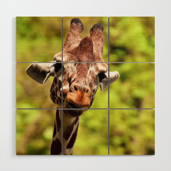 South Africa Photography - Giraffe Smiling Wood Wall Art
