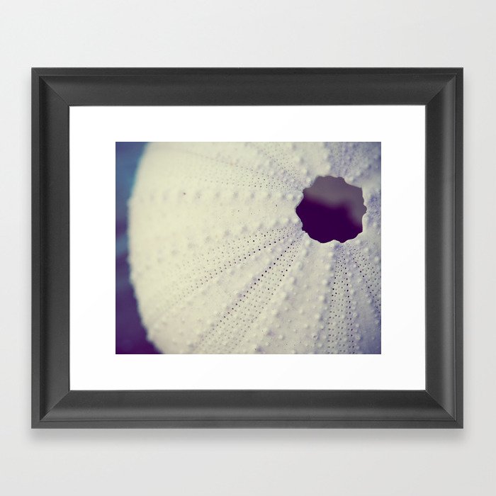 Sea Urchin Framed Art Print
