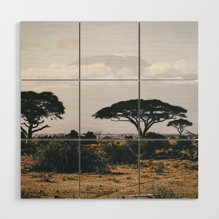 South Africa Photography - Acacia Tree On The Dry Savannah Wood Wall Art