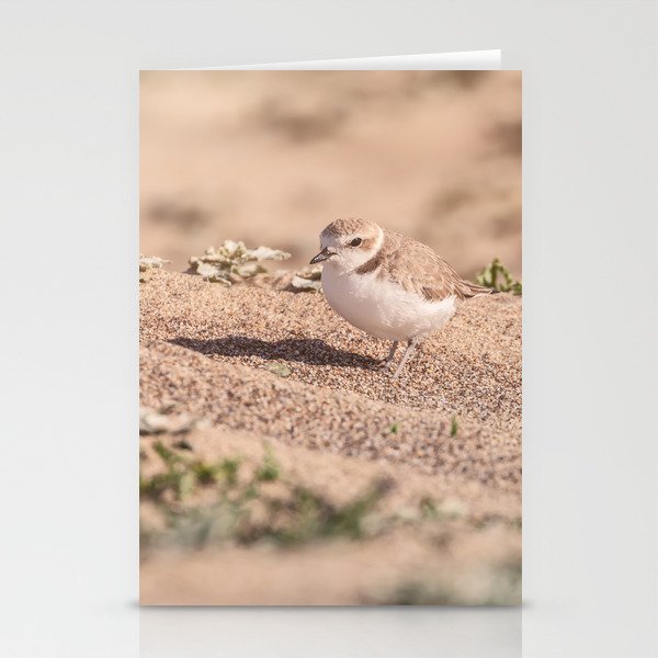 Snowy Plover on Sand Dune Stationery Cards