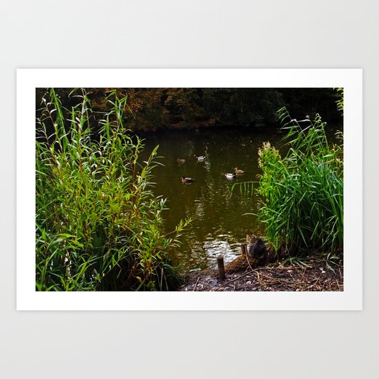 Busted! Cat watches the ducks Art Print