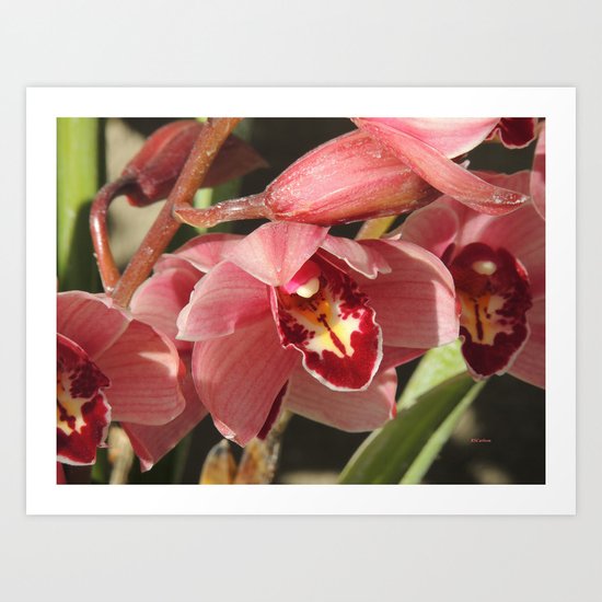 One Orchid on a Line Art Print