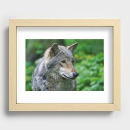 Grey Wolf Recessed Framed Print