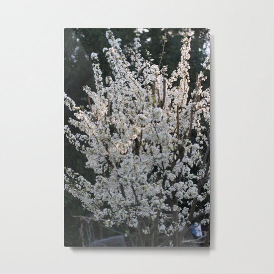 Plum in bloom Metal Print